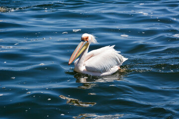 The pelican bird swims alone on the rough sea waves.