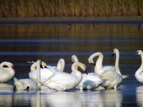 A flock of wild swans swims on the sea waves. Wild nature and animal world