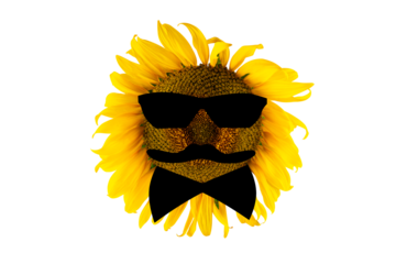 Blooming yellow sunflower with glasses, bow tie and mustache (close-up) on a transparent background