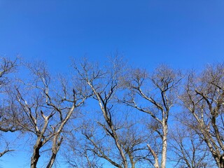 trees against blue sky in winter
