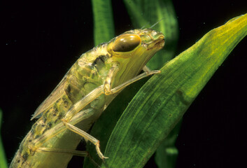 dragonfly larva