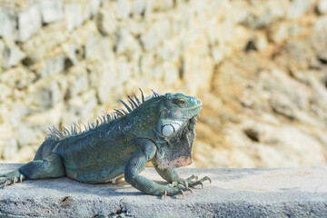 The Green Iguana or the Common Iguana (Iguana iguana). 