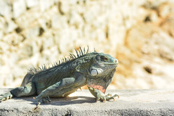 The Green Iguana or the Common Iguana (Iguana iguana). 