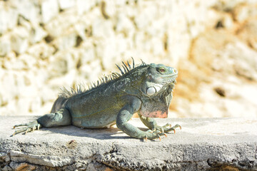 The Green Iguana or the Common Iguana (Iguana iguana). 