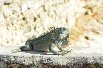 The Green Iguana or the Common Iguana (Iguana iguana). 