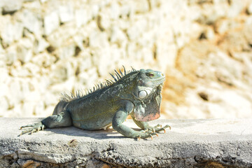 The Green Iguana or the Common Iguana (Iguana iguana). 