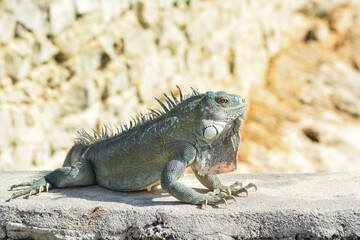 The Green Iguana or the Common Iguana (Iguana iguana). 