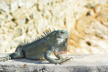 The Green Iguana or the Common Iguana (Iguana iguana). 