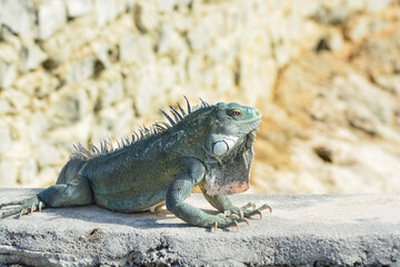 The Green Iguana or the Common Iguana (Iguana iguana). 