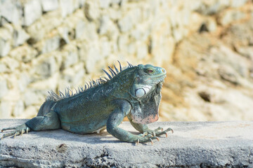 The Green Iguana or the Common Iguana (Iguana iguana). 