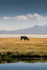 Llama grazing at an Andean landscape with small lake, sunny day in Arequipa 