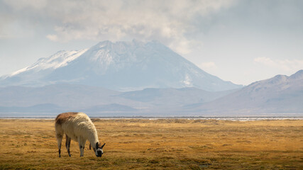 Llama grazing at an Andean landscape, sunny day in Arequipa 