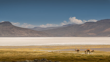 A Vicuña family grazing at the salt field in Arequipa
