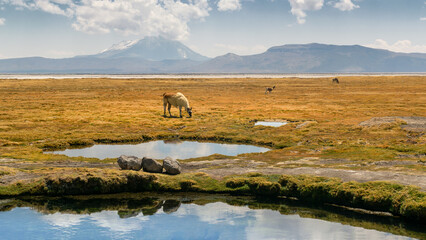 Llama grazing at a landscape full of pounds, sunny day, Arequipa 