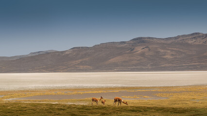 A Vicuña family grazing at the salt field in Arequipa clear sky