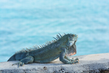The Green Iguana or the Common Iguana (Iguana iguana) with blue Caribbean sea in the background. 