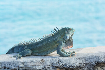 The Green Iguana or the Common Iguana (Iguana iguana) with blue Caribbean sea in the background. 