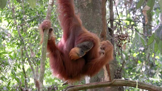 a young male orangutan hangs fron a vine and looks around while eating a plant stem in the rainforest of gunung leuser national park on sumatra, indonesia