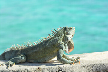 The Green Iguana or the Common Iguana (Iguana iguana) with blue Caribbean sea in the background. 