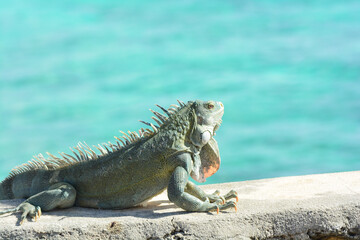 The Green Iguana or the Common Iguana (Iguana iguana) with blue Caribbean sea in the background. 