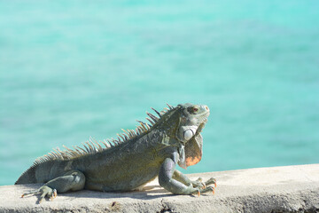The Green Iguana or the Common Iguana (Iguana iguana) with blue Caribbean sea in the background. 