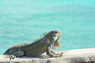 The Green Iguana or the Common Iguana (Iguana iguana) with blue Caribbean sea in the background. 