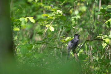 Gray Catbird