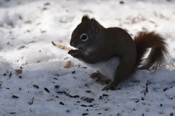 La Plaine 25 Février 2024