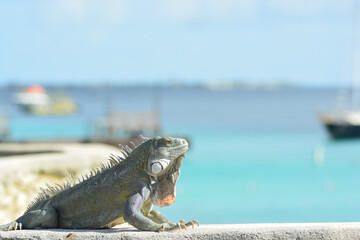 The Green Iguana or the Common Iguana (Iguana iguana) with azure blue sea in the background. 