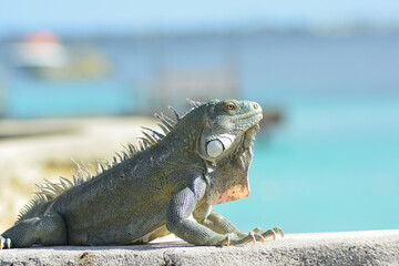 The Green Iguana or the Common Iguana (Iguana iguana) with azure blue sea in the background. 