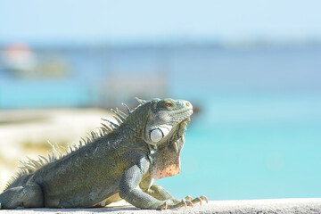 The Green Iguana or the Common Iguana (Iguana iguana) with azure blue sea in the background. 