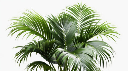 
Green Leaves Of Palm Tree Isolated On Transparent Background. Transparent Background: Green Palm Tree Leaves. Palm Tree Leaves Transparent Isolation.