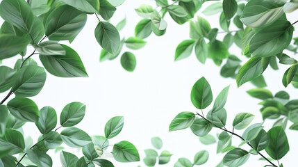 Green Leaves Plant Isolated on 8K White Background. High-Resolution Isolated Green Leaves Plant on White Background. White Background Green Leaves Plant Isolated in 8K Resolution. - obrazy, fototapety, plakaty