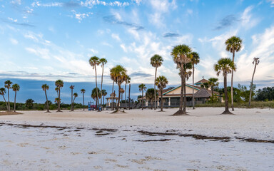 Palm trees on the beach