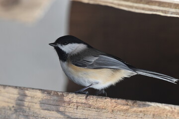 Naklejka premium La Plaine 25 Février 2024