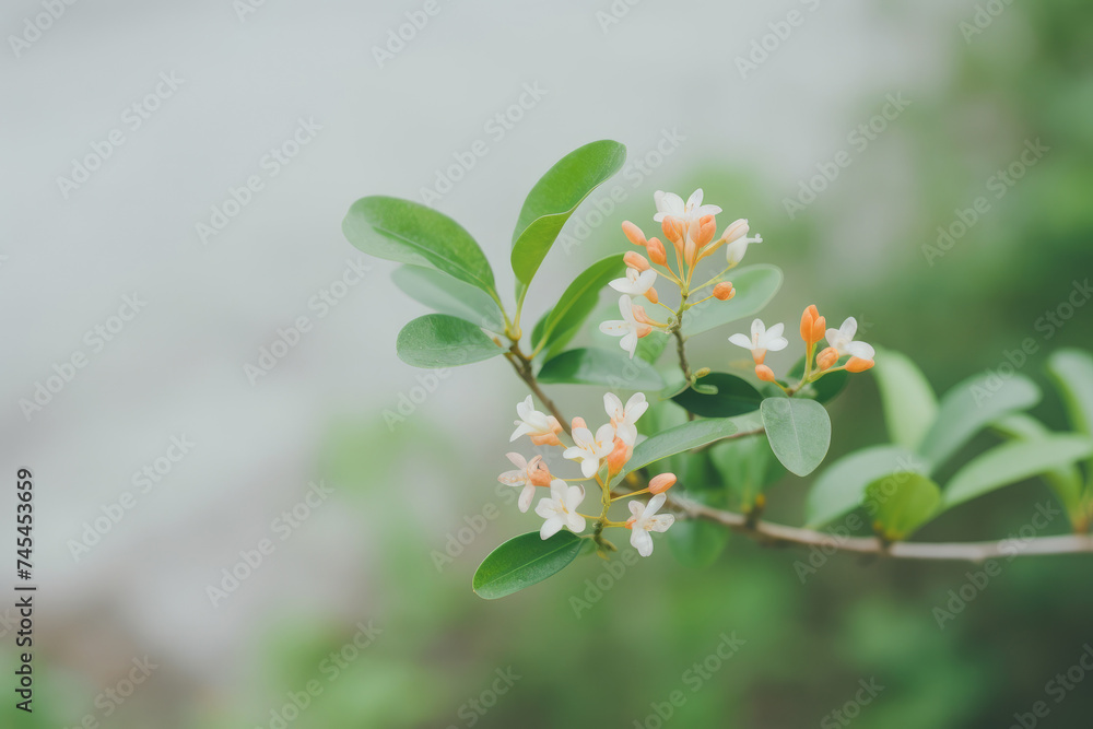 Poster a branch of a tree gracefully adorned with delicate white and orange flowers, swaying gently in the 
