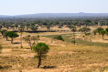 Fototapeta na wymiar African savannah landscape in fry season, Tarangire National Park, Tanzania