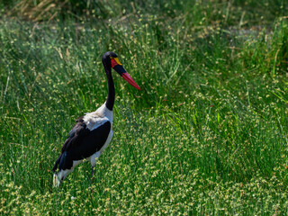 Saddle-billed Stork fishing on the pond with green plants