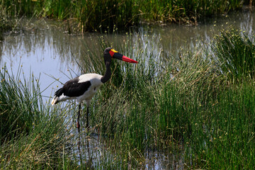 Saddle-billed Stork fishing on the pond with green plants