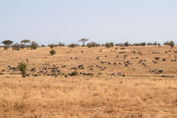 Wildebeests and zebras grazing in Tarangire National Park, Tanzania