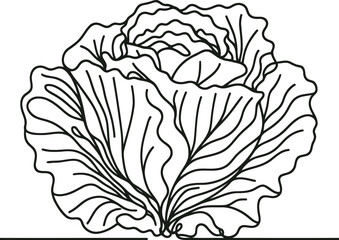 cabbage in continuous line drawing minimalist style, 