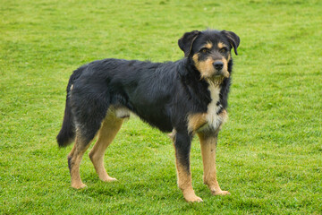 dog in a bright green field