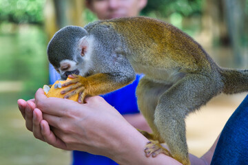 Monkey eating fruit from someone's hand