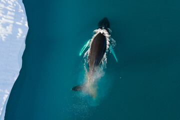 Humpback whale diving at the Icefjord in Ilulissat, Greenland.