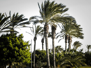 Palm trees in Lanzarote, Canary Islands.