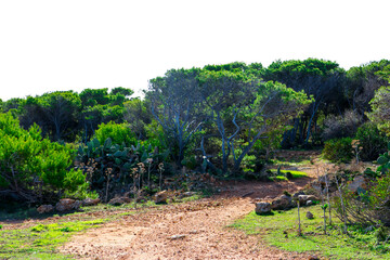 Fototapeta na wymiar Foresta 2000 nature reserve on Marfa peninsula Malta