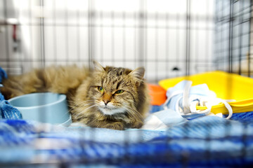 An elderly cat is in a big cage in a vet clinic or in an animal shelter. Hotels for domestic...