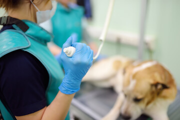 Two veterinarian doctor are going to do an x-ray of big dog during the examination in veterinary...
