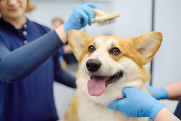 Two female groomers take care of the fur of a cute corgi dog using special combs and tools. Appointment at the veterinary clinic. Professional pet care. Dog grooming salon. - obrazy, fototapety, plakaty