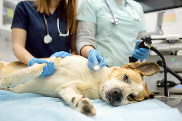 Female veterinarian doctors going to made gastroscopy or colonoscopy for big dog. General sedation during vet surgery